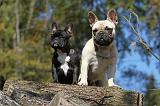 BOULEDOGUE FRANCAIS 567